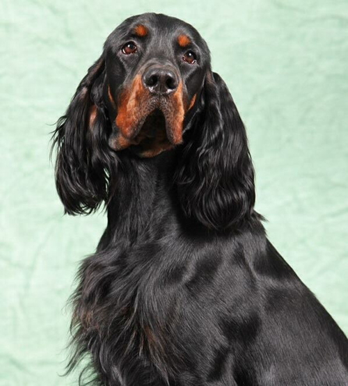 Dam: Ch-U-Ch. Amethyst & D'Ember To Infinity & Beyond o' Breacan, CGC (Enya)