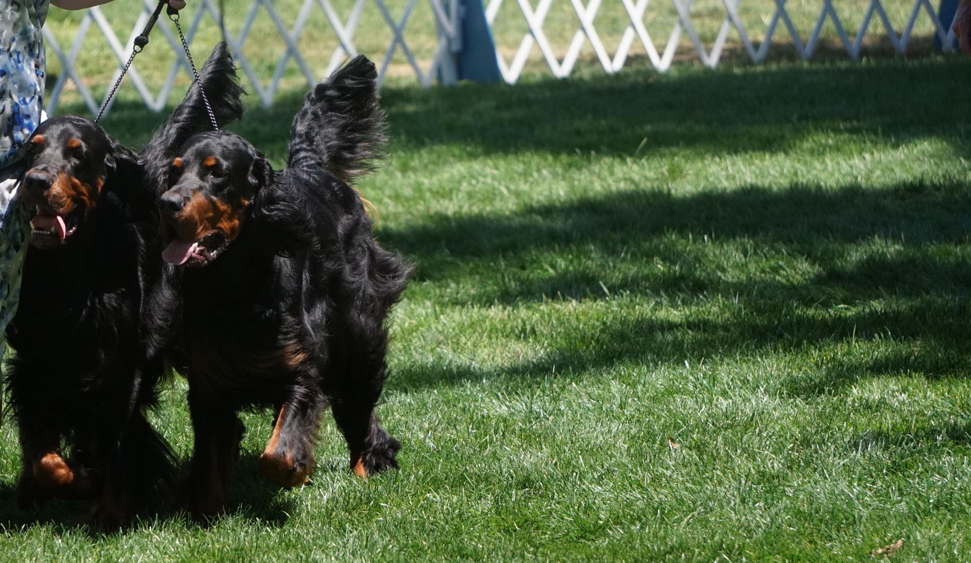 Raritan Gordons - Greeley 2015 - Brace